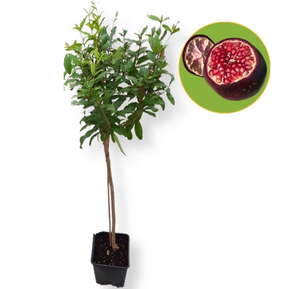 Pianta Melograno Viola