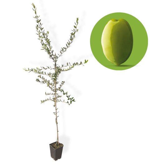 PIANTA ULIVO LECCINO 12 mesi