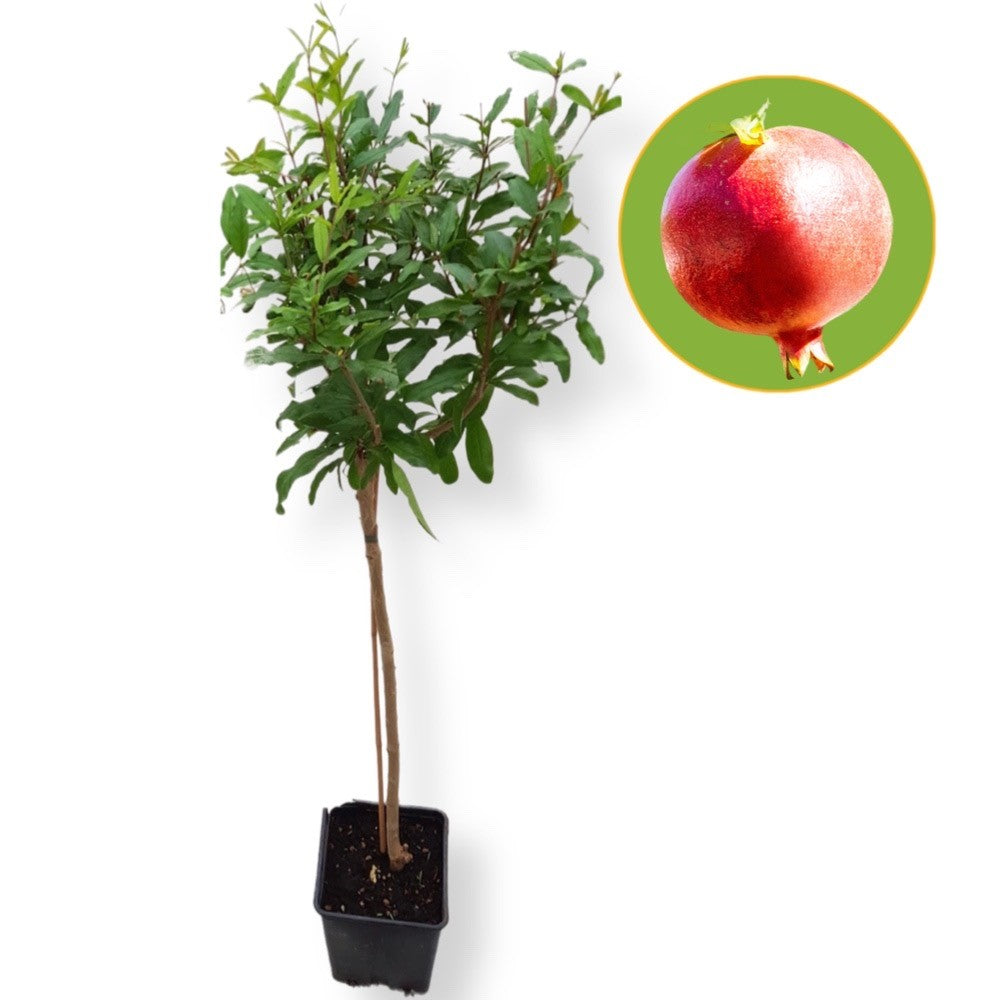 PIANTA MELOGRANO AKO 24 MESI