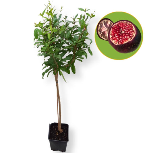 Pianta Melograno Viola