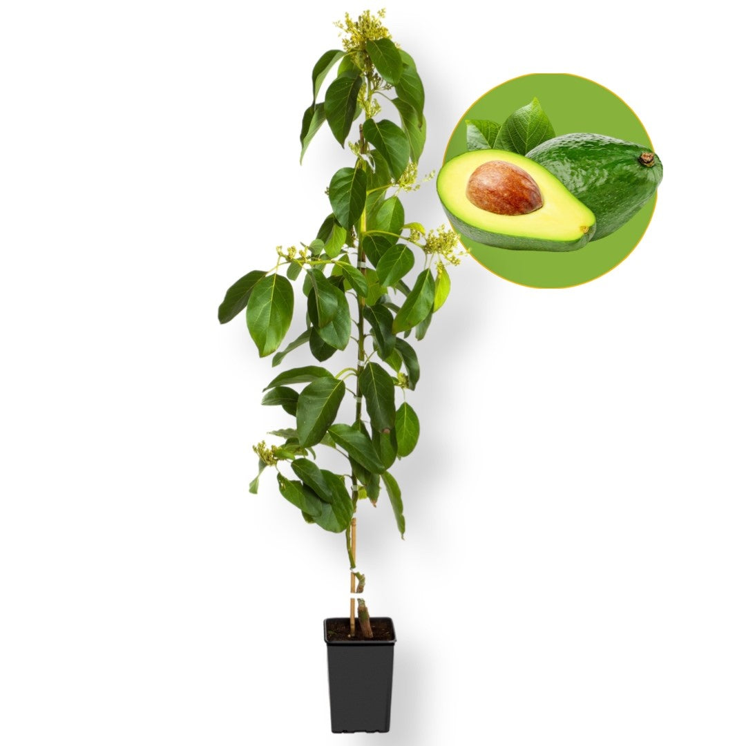 Pianta Avocado Ettinger