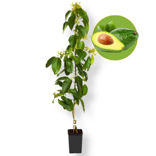 Pianta Avocado Ettinger