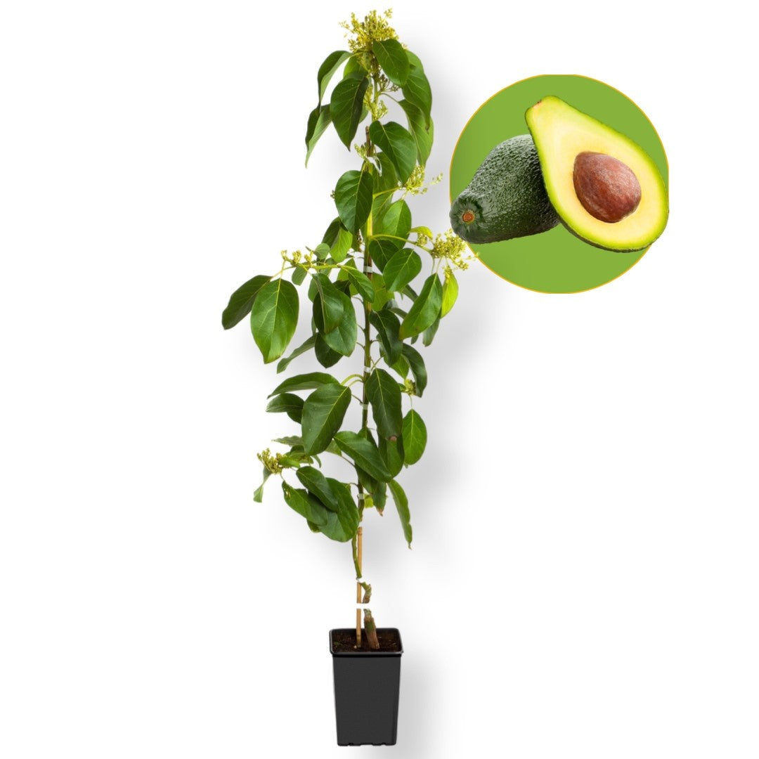 Pianta Avocado Pinkerton
