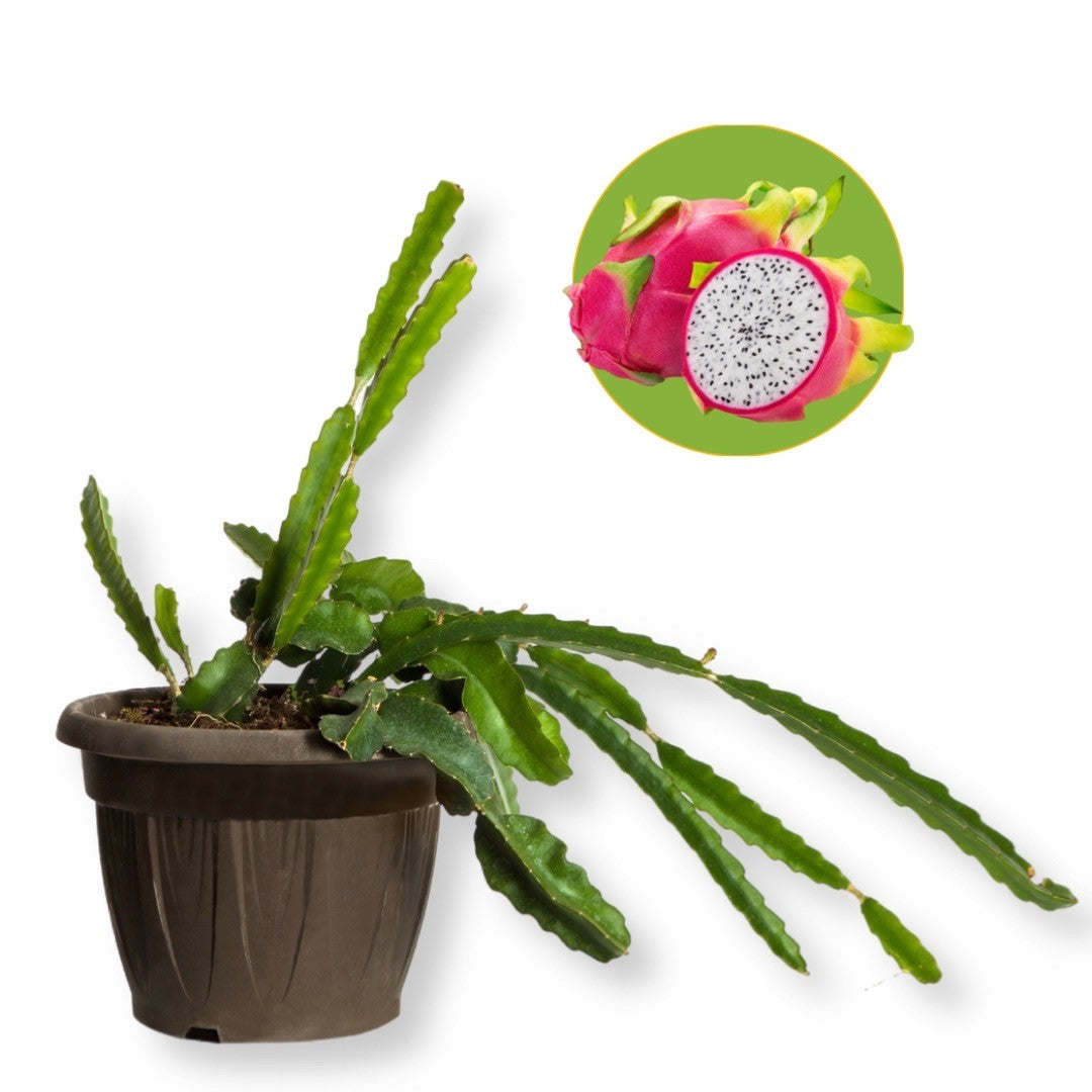 Pianta pitaia Dragon Fruit