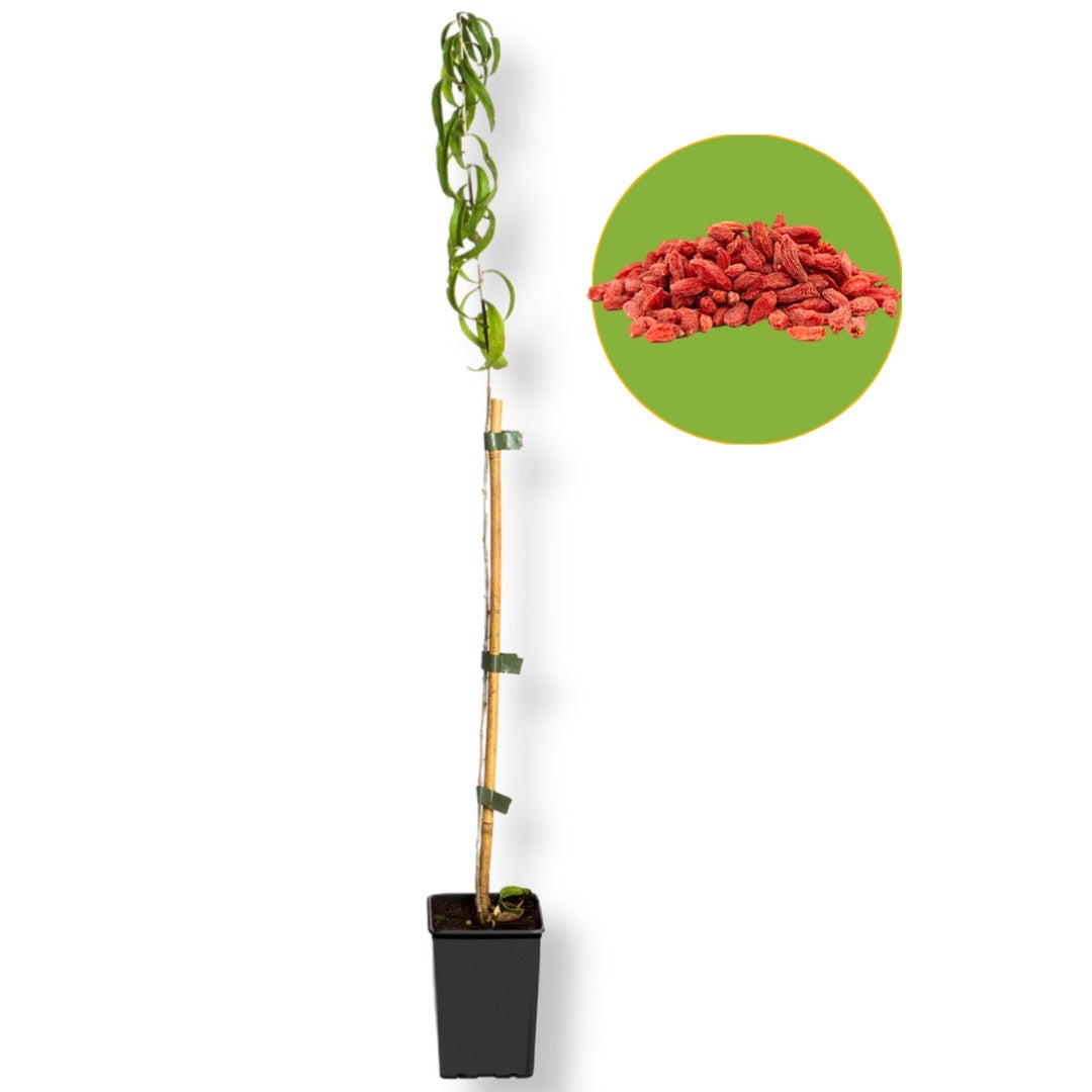 Pianta goji licium barbarum