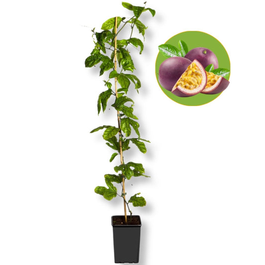 Pianta Plassiflora frutto della passione